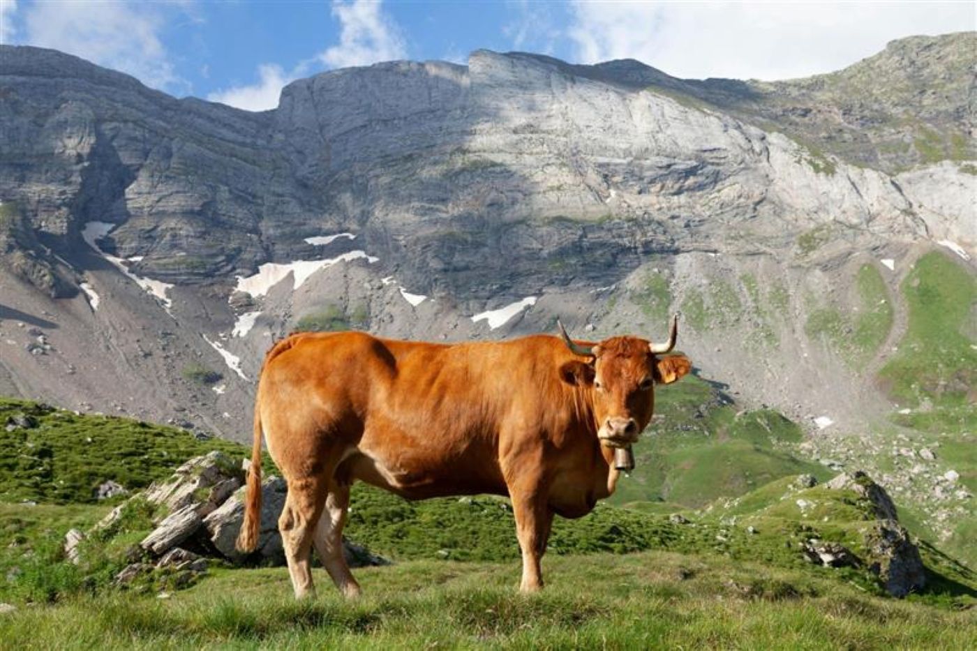 Limousin Beef